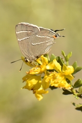 Atlides thargelia