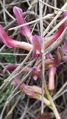 Astragalus incanus