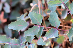 Berberis wilcoxii