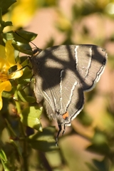 Atlides thargelia