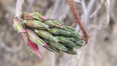 Astragalus incanus
