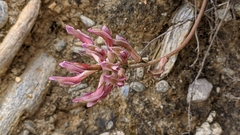Astragalus incanus