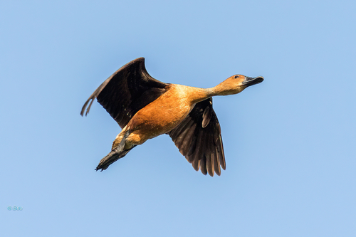 Dendrocygne fauve