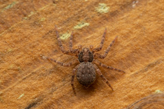 Pulchellodromus