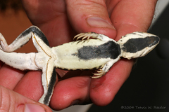 Ctenophorus isolepis