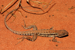 Ctenophorus isolepis