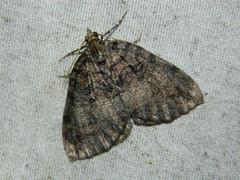 Hydriomena furcata