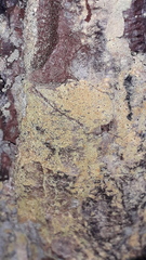 Chaenotheca ferruginea