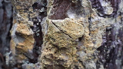 Chaenotheca ferruginea