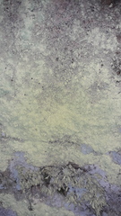 Chrysothrix chlorina