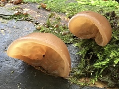 Auricularia auricula-judae