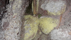 Chrysothrix chlorina