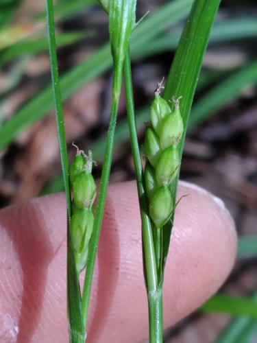Image of Carex paeninsulae by (c) Scott Ward, some rights reserved (CC BY)