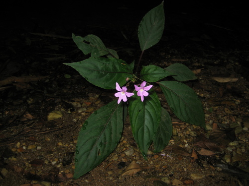 Impatiens kamerunensis · iNaturalist