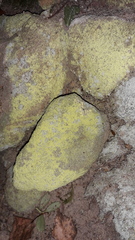 Chrysothrix chlorina