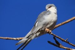 Scissor-Tailed Kite photo 1