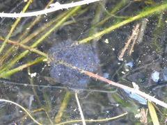 Rana latastei