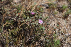 Lampranthus leptaleon