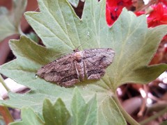 Menophra berenicidaria