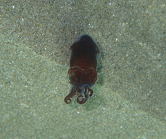 Sepiolidae