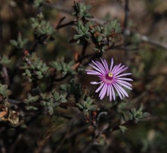 Lampranthus leptaleon