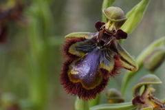 Ophrys speculum