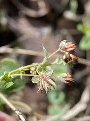 Thalictrum texanum