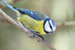 Eurasian Blue Tit - Photo (c) Dmitry P., some rights reserved (CC BY-NC), uploaded by Dmitry P.