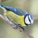 Eurasian Blue Tit - Photo (c) Dmitry Pozh., some rights reserved (CC BY-NC), uploaded by Dmitry Pozh.