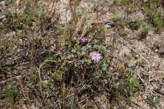 Lampranthus leptaleon