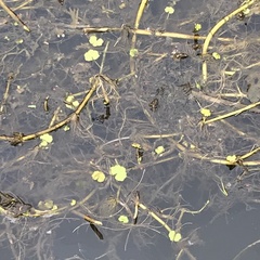 Hydrocotyle ranunculoides