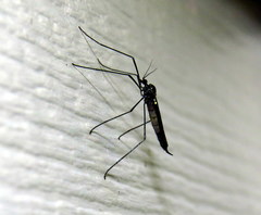 Gnophomyia tristissima