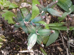 Lachenalia viridiflora