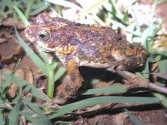 Poyntonophrynus fenoulheti