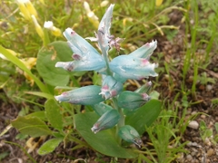Lachenalia viridiflora