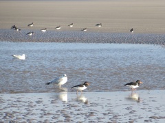 Haematopus ostralegus