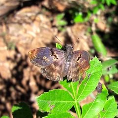 Chiomara mithrax