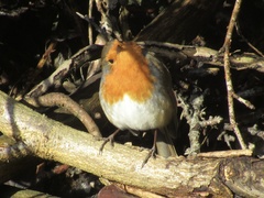 Erithacus rubecula