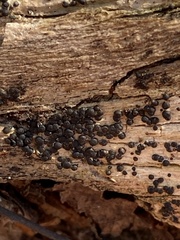 Rosellinia subiculata