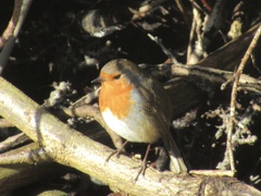 Erithacus rubecula