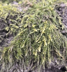 Rhynchostegium