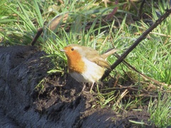 Erithacus rubecula