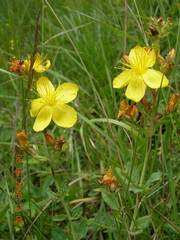 Hypericum linarioides