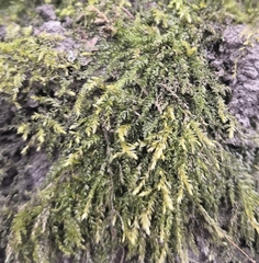 Rhynchostegium
