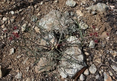 Lomatium hooveri