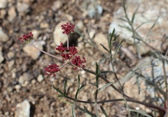 Lomatium hooveri
