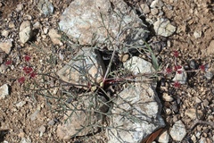 Lomatium hooveri