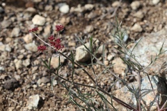 Lomatium hooveri