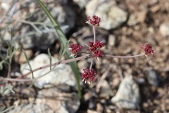 Lomatium hooveri