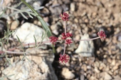 Lomatium hooveri